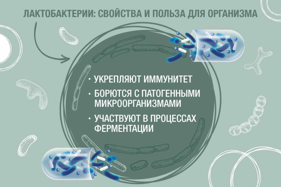 Полезные свойства лактобактерий